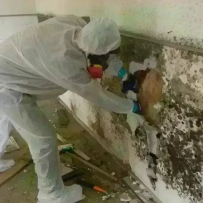 Mold Remediation and Removal in Trempealeau County, WI